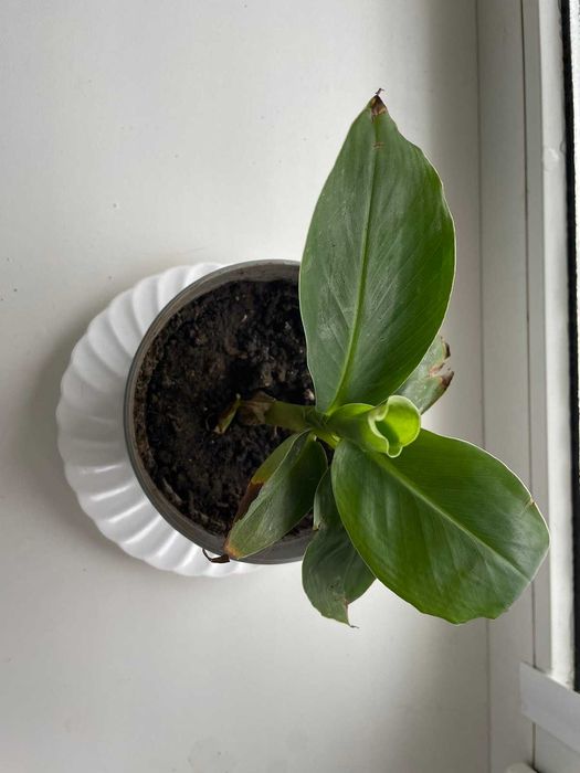 Бананова пальма банан рослина