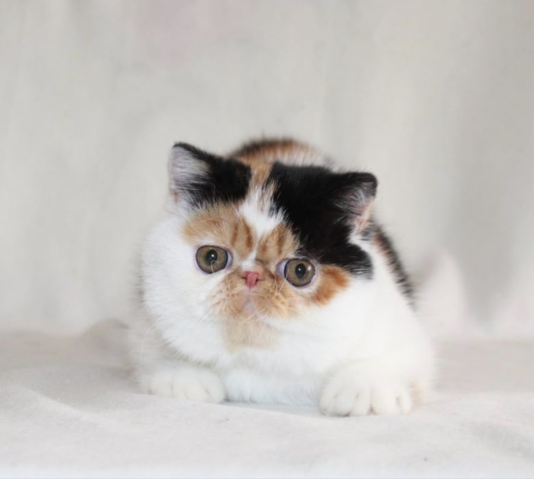 Котята ДШ и КШ экзоты