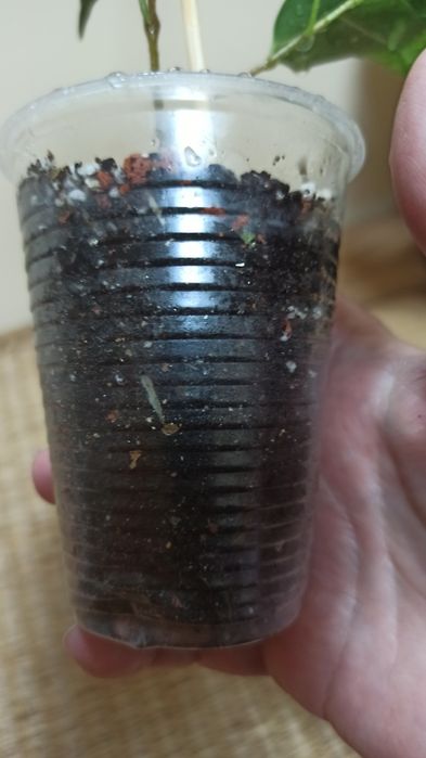 Продам черенок фикуса Бенджамина Денилайт