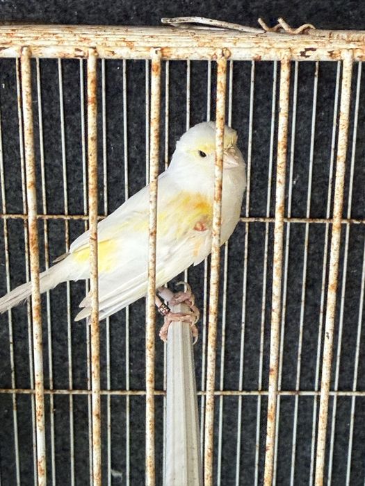 vendo ou troco casal de canarios