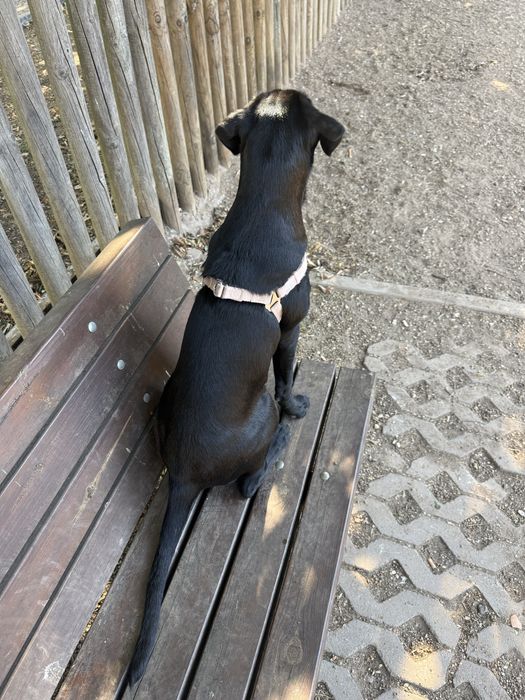 Adoção responsável a procura de uma nova familia para layla