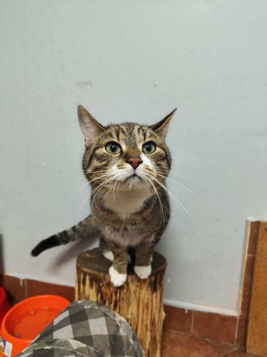 Piękny kocurek poleca się do adopcji