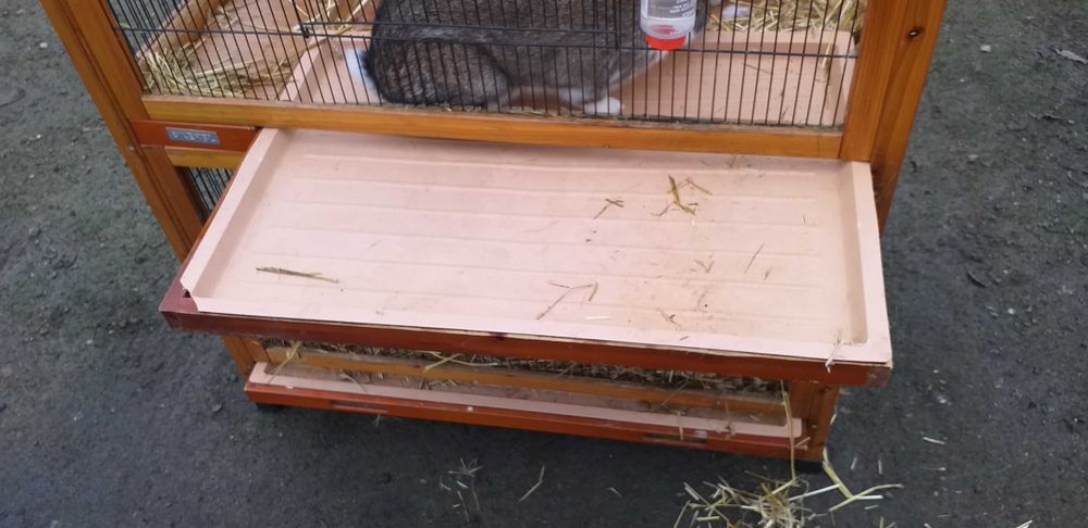 Dwa duże króliki klatka możliwy DOWÓZ królik