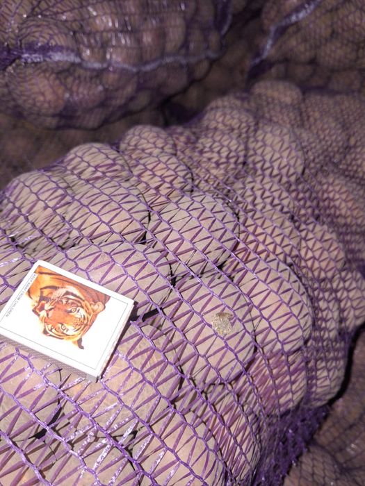 Продам картофель оптом, Полтавская обл.