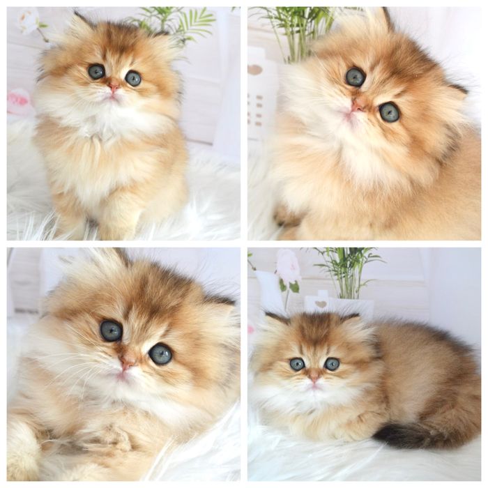 Британская золотая шиншилла