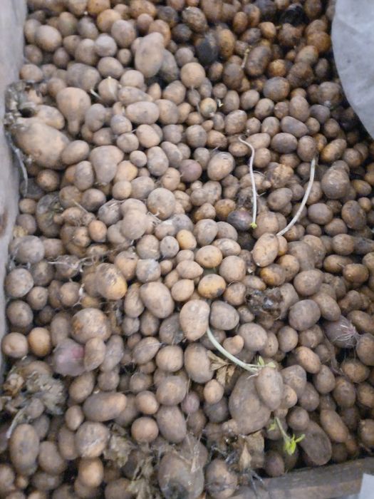 Продам бульбу насіневу кого цікавить дзвоніть.