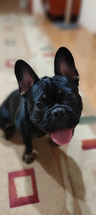 В'язка бульдожки