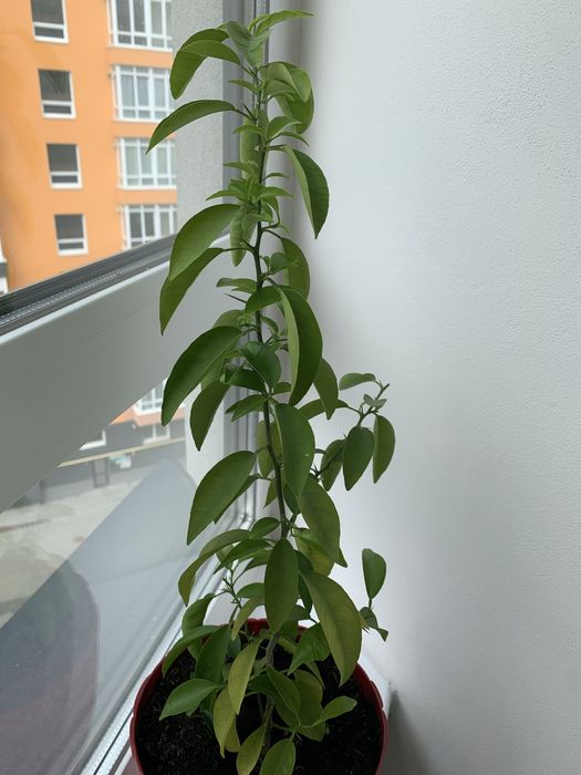 Мандаринове дерево