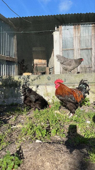 Ovos de brahama e marans