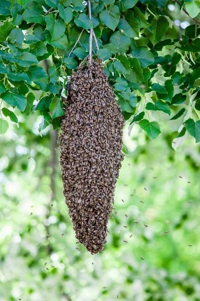 Recolha gratuita de enxames de abelhas na zona de Viseu e arredores.
Se encontrou um enxame, entre em contacto rapidamente. Serviço seguro, responsáve