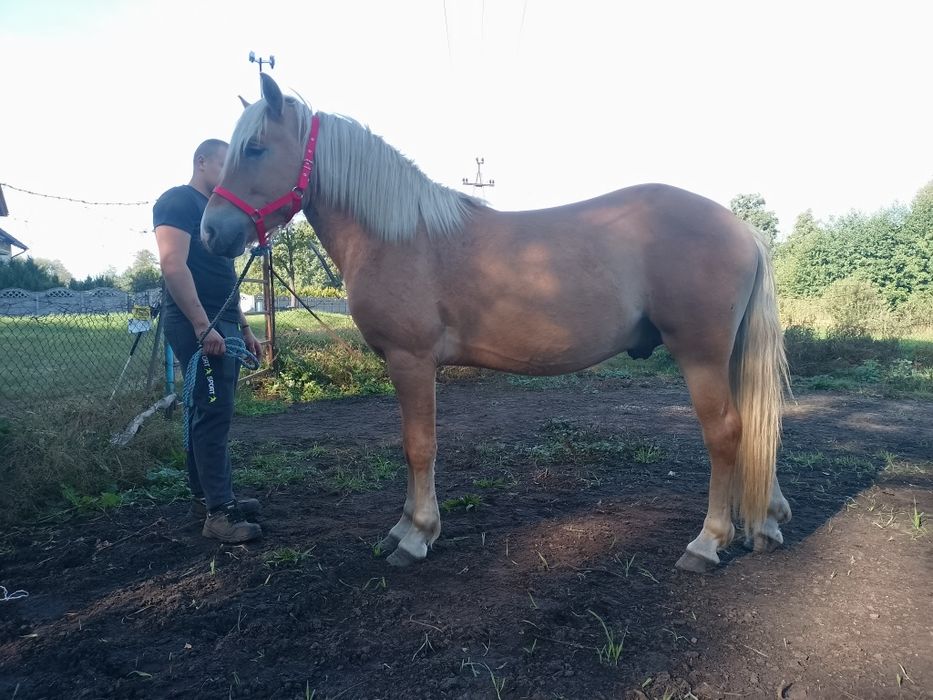 Ogier mix fiord/haflinger