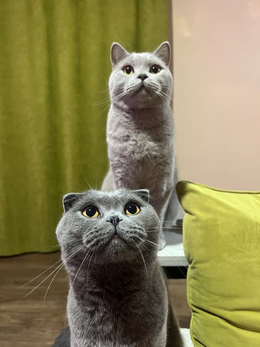 Британські коти, брати, безкоштовно, лише в добрі руки