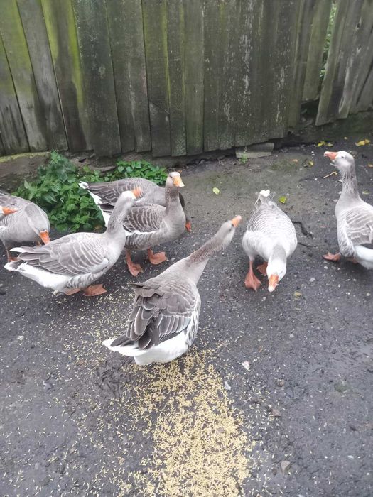 Гуси великі сірі