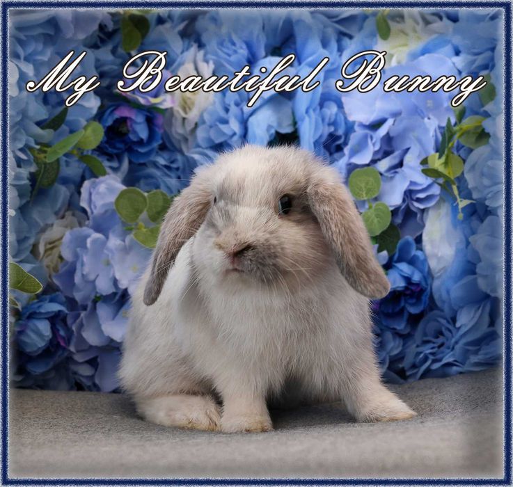 Młody Królik Mini Lop - Rhon