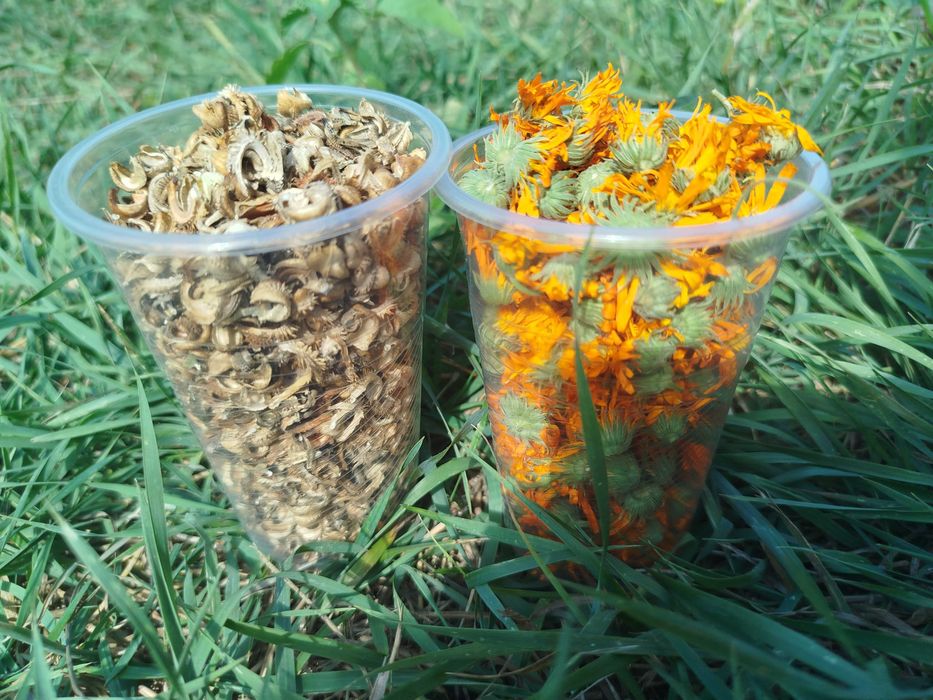 Календула.Нагідки квіти та насіння