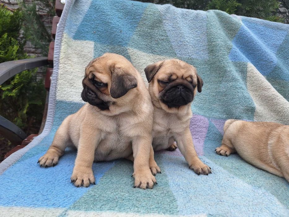 Щенки мопса. В Днепре 2 месяца