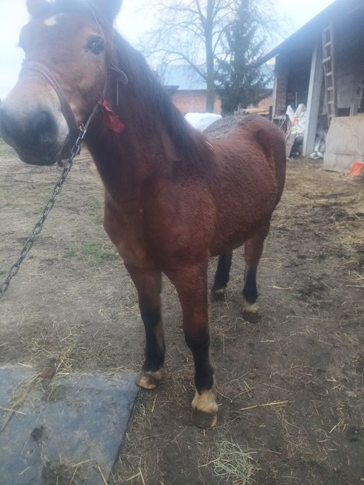 Sprzedam Zrębice pół perszeron