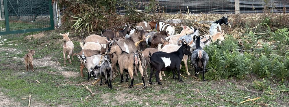 Cabras anas(machos e femeas)