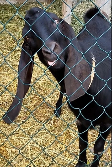 Котная Коза нубо камори %