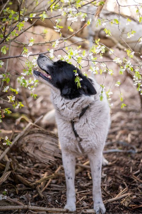 Czarno biały pies. Mix ras: siberian husky, karaleski pies i border.