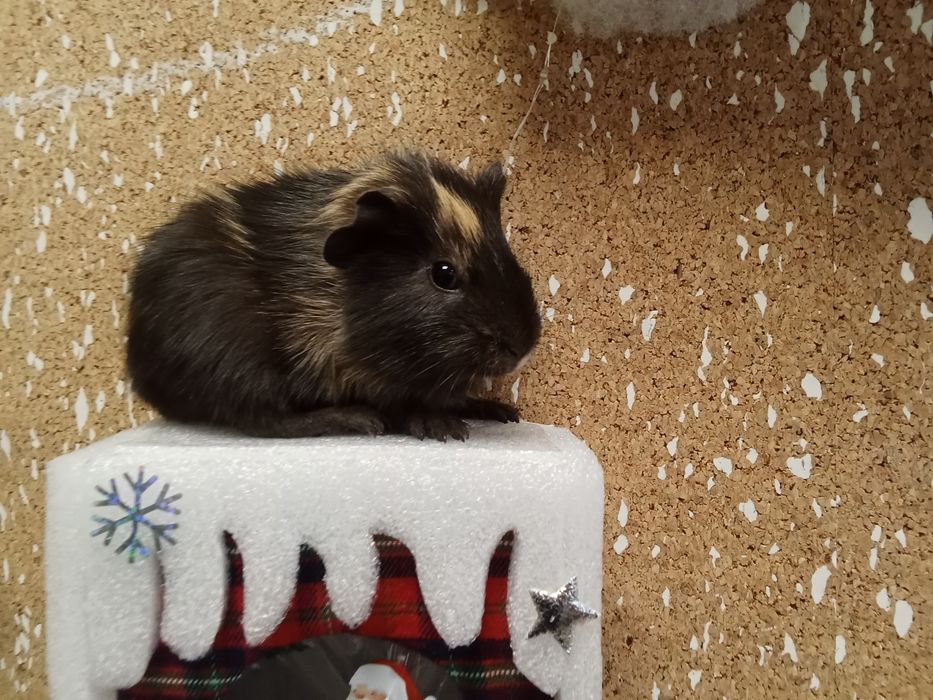 Морская   свинка