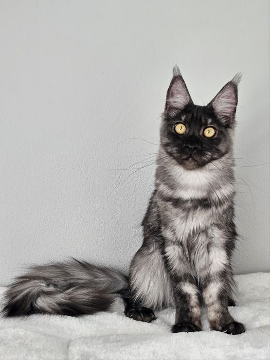 Rezerwacja Kotka rasy Maine Coon FPL