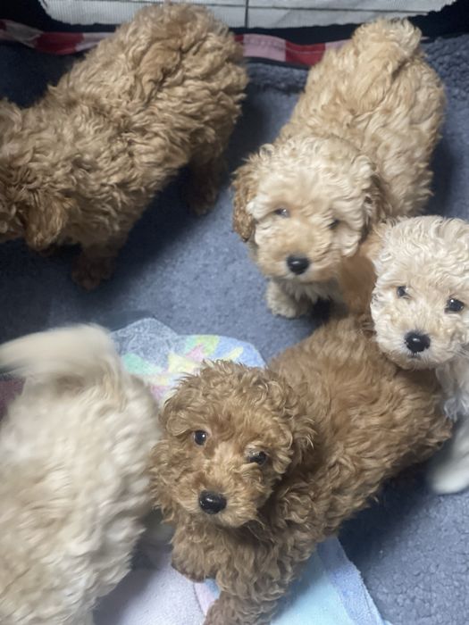 той  пудель  беби фейс цуценята