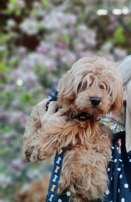 МальтіпуF1  хлопчик підрощений