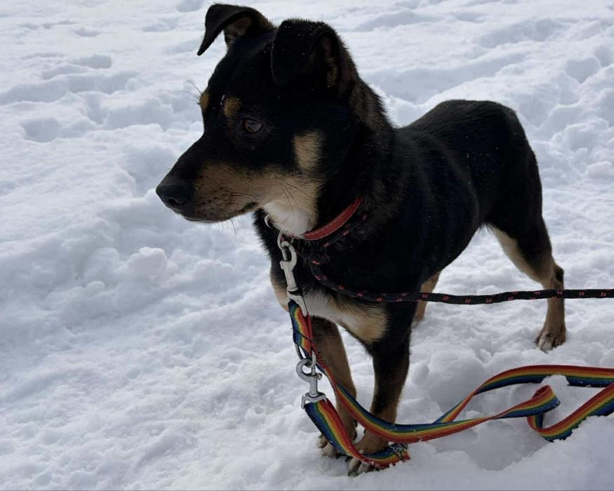 Fenomenalny Sugo w typie pinczera