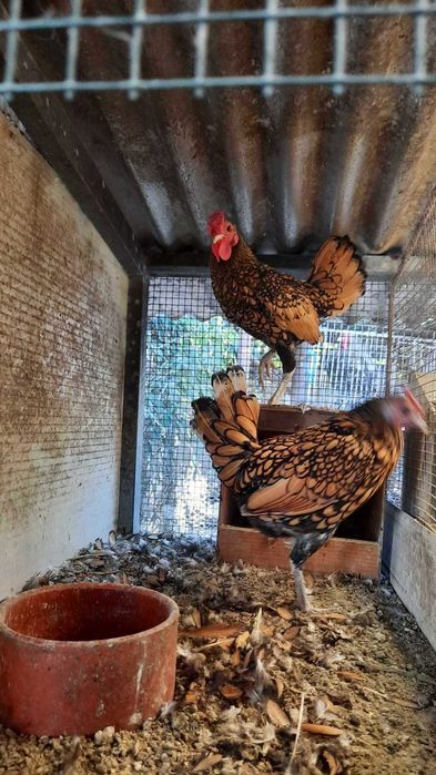 Pekins, Sebright Dourado, Nagasaki e Paduana Dourada