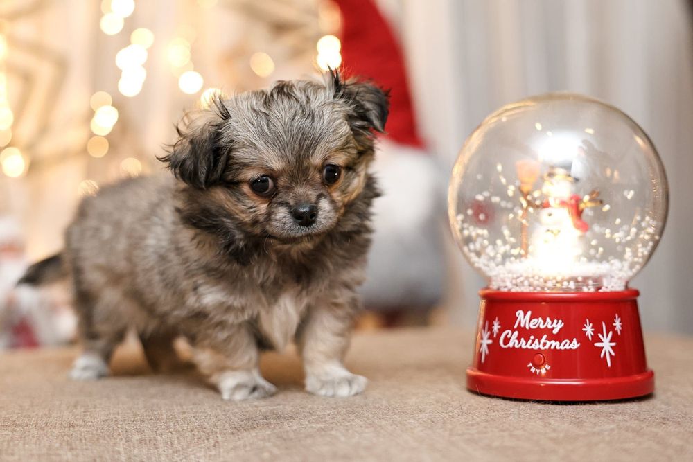 Chihuahua długowłosa suczka