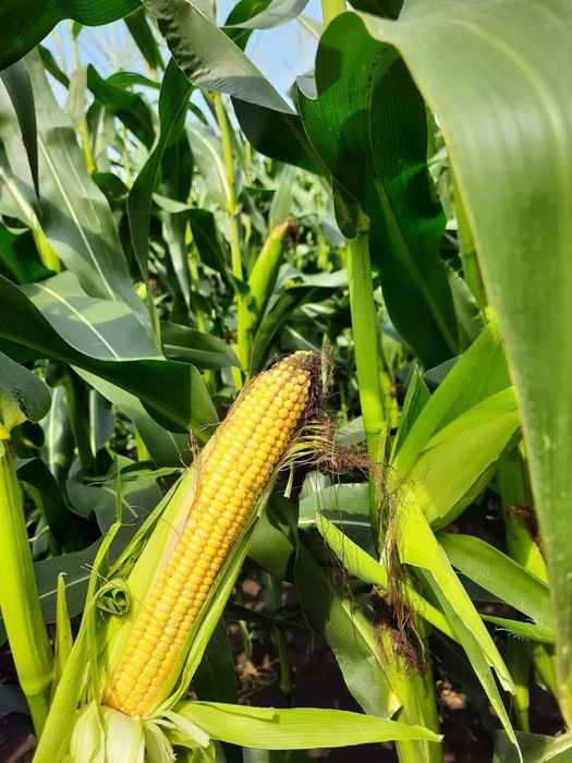 Насіння кукурудзи «Хотин» (ФАО 280)