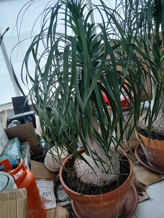 Planta Neolina Beaucarnea  gigante Bonsai maravilhoso.