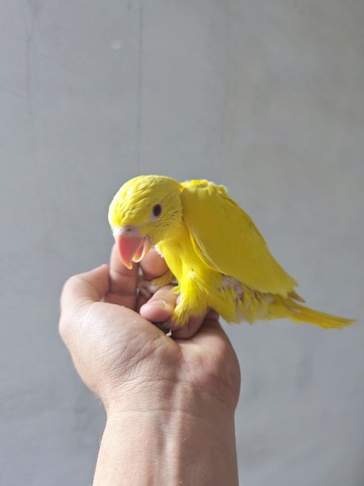 Ring Neck (psittacula krameri)