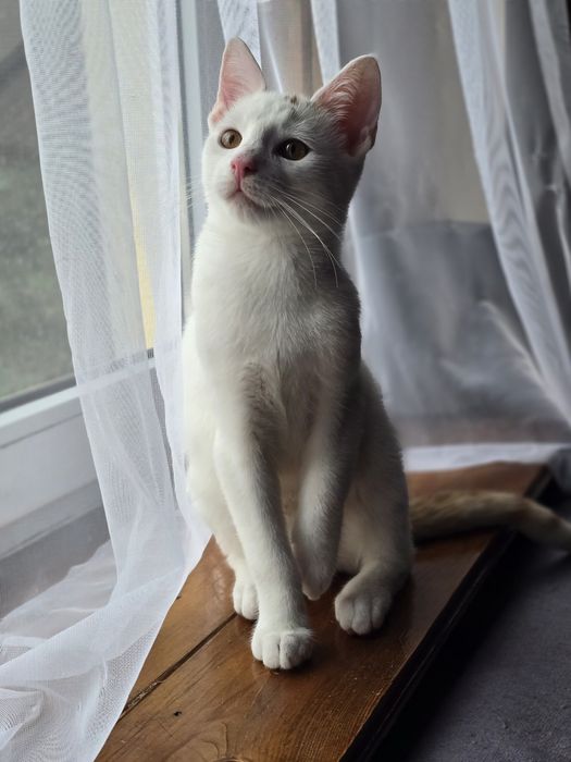 Do adopcji - Shiro