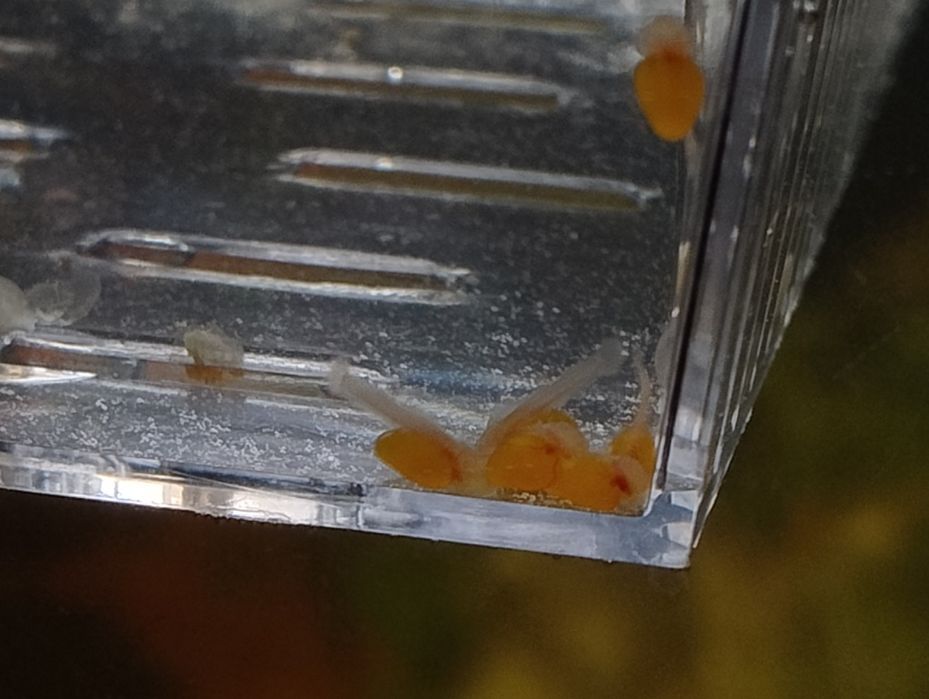 Młode zbrojniki złote Ancistrus