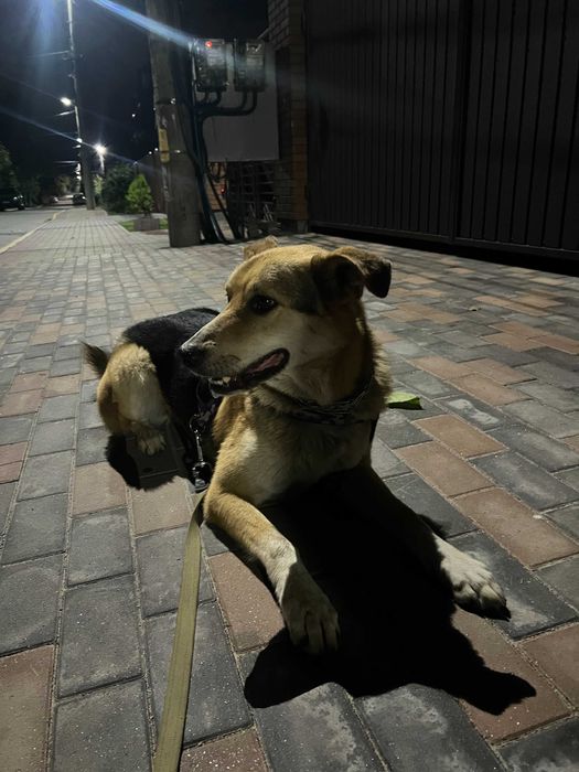 Віддаємо песика у гарні руки