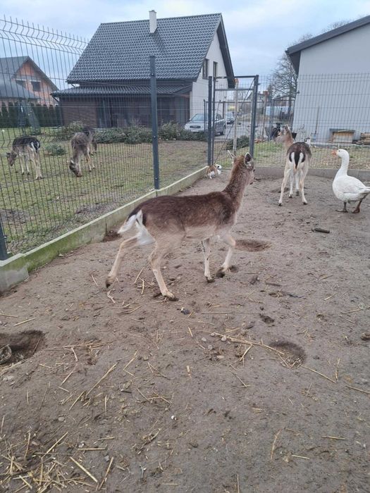 Daniel byczek Daniele