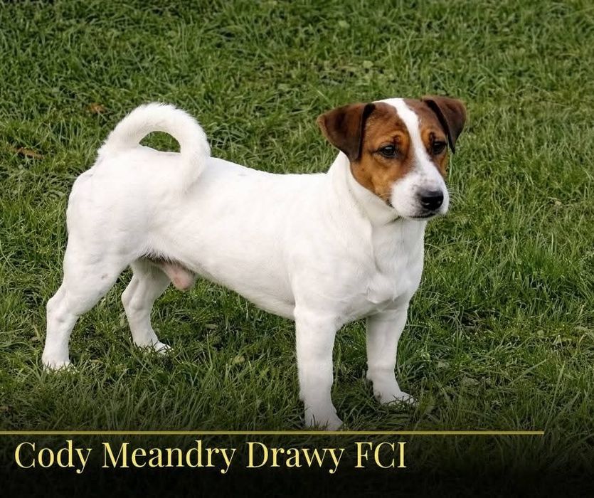 Piesek Jack Russell TerrierZKwP FCI gładkowłosy