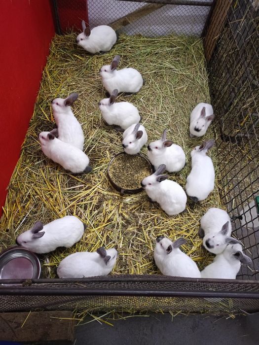 Króliki kalifornijskie