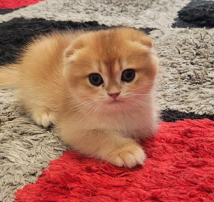 ЗОЛОТА ШИНШИЛА, кошенята 2.5 міс