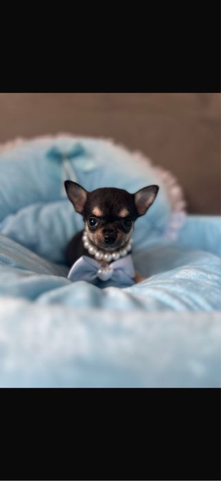Chihuaha xxs chlopczyk  do odbioru