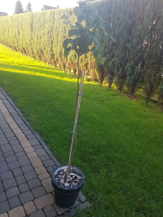 Różowa róża   szczepiona na pniu