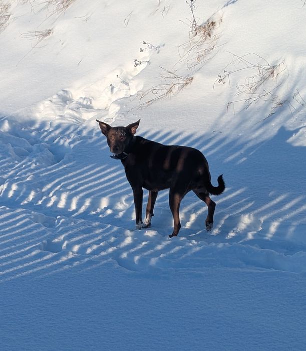 Собака в добрі руки