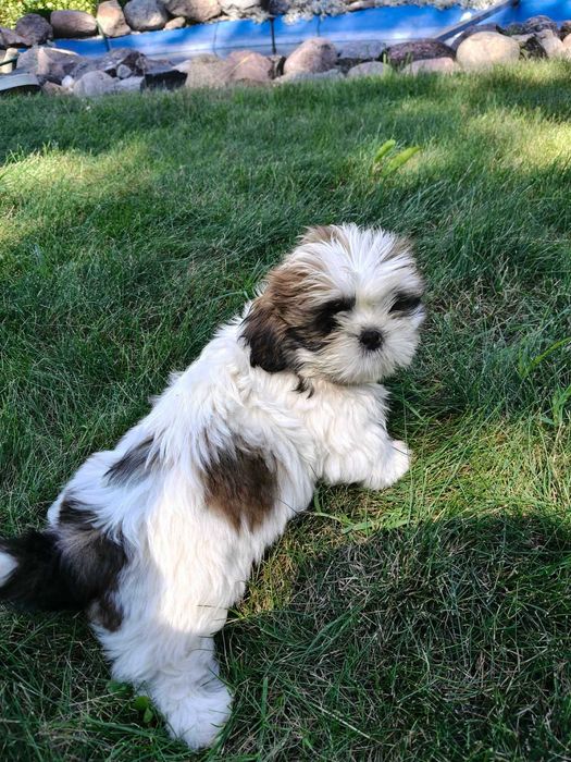SHIH -TZU szczeniaczek