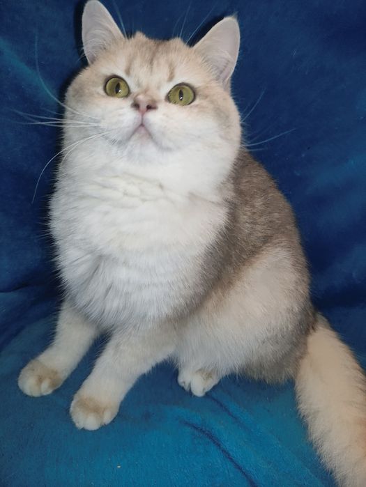 Супер якість дівчинка блакитне золото чекає на вас