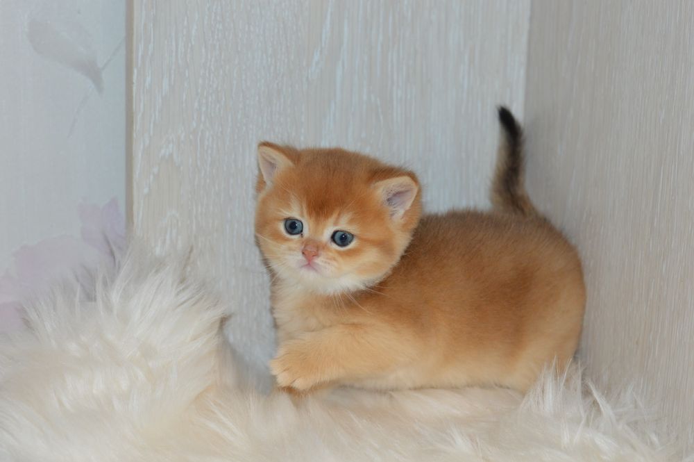 Шикарні котятка шотландці