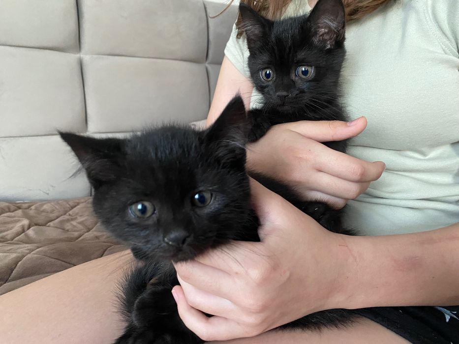 Котеня ( мама британка)