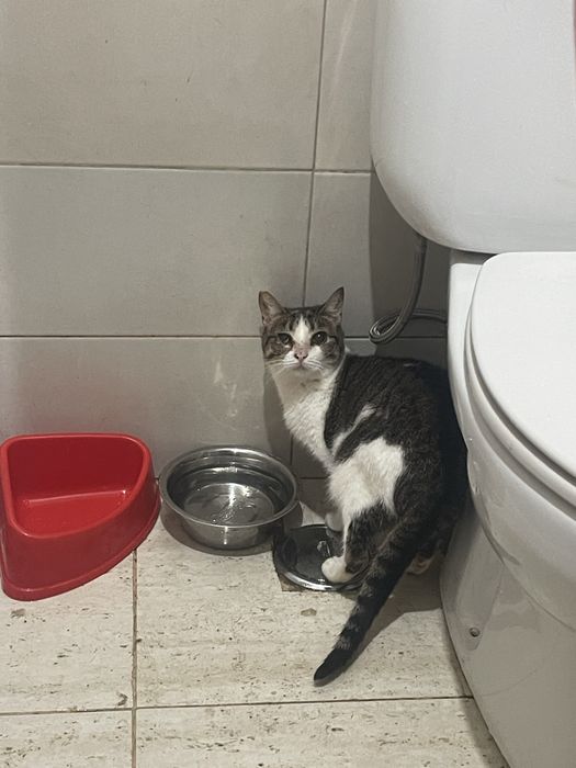 Gatas para adoção urgente