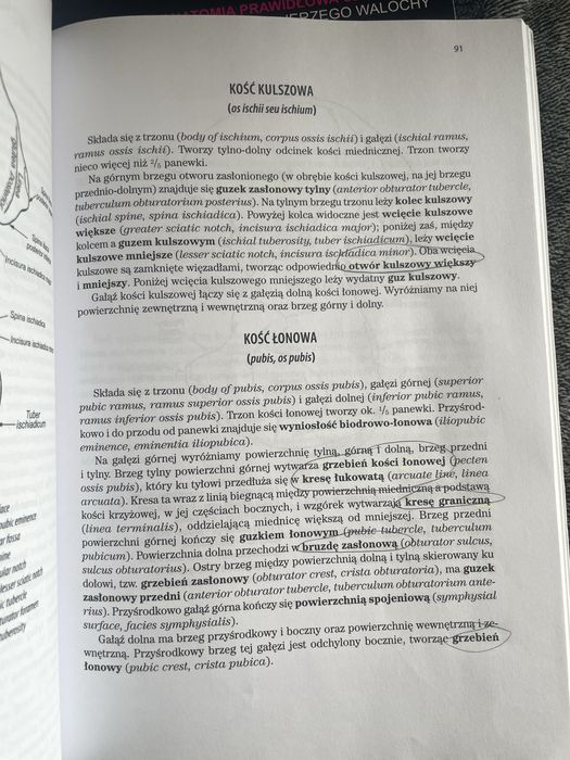 skawina anatomia tomy 1-8 komplet